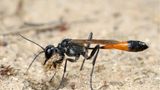 Gemeine Sandwespe, Ammophila sabulosa