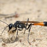 Gemeine Sandwespe, Ammophila sabulosa