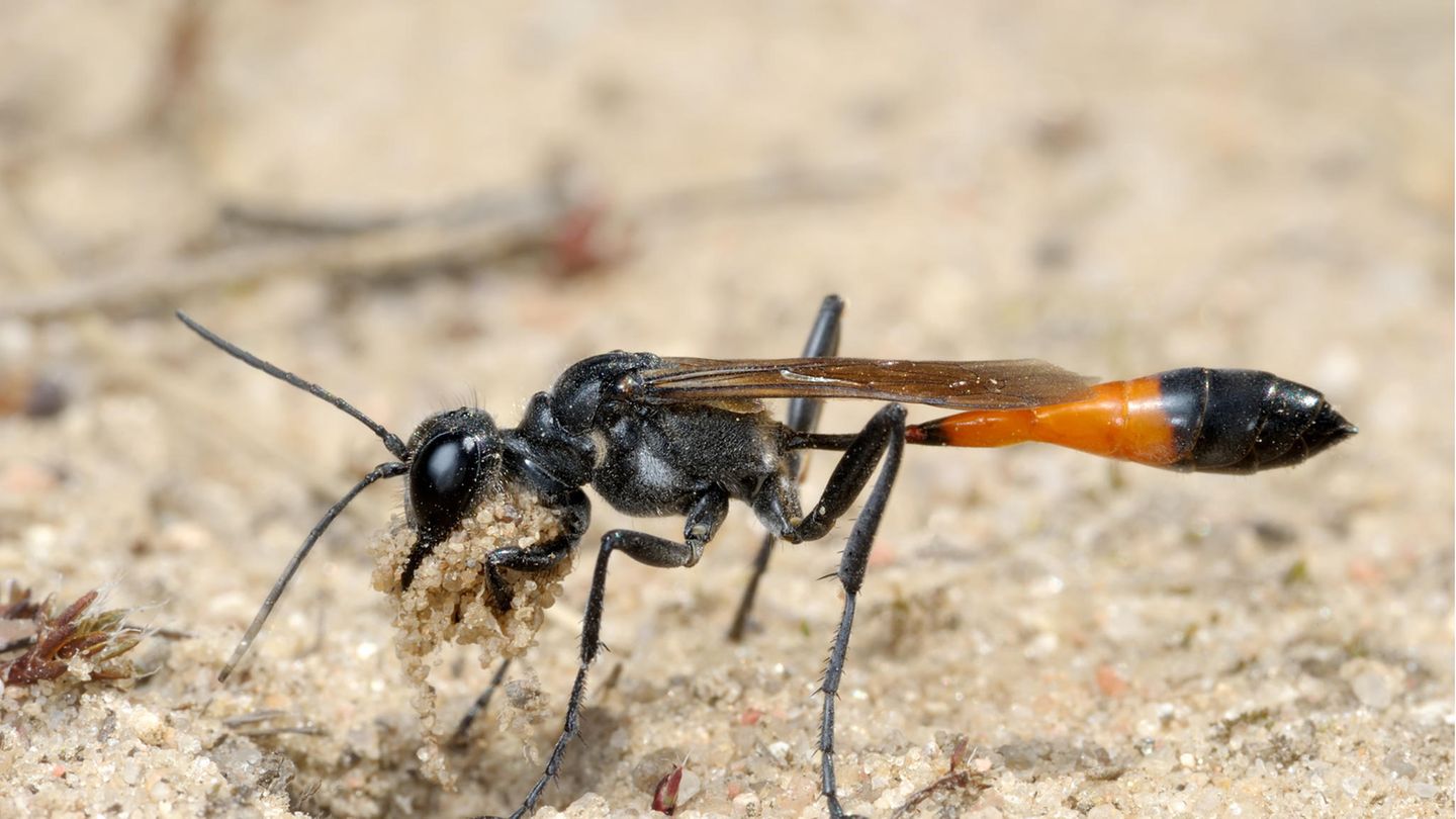 Gemeine Sandwespe "Ammophila sabulosa" Gemeine Sandwespe, Ammophila sabulosa