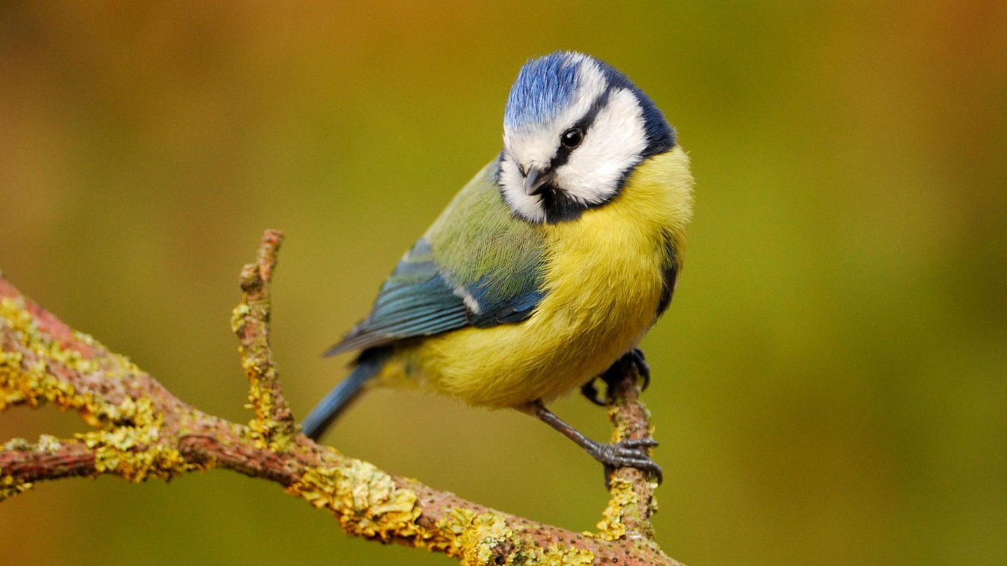 Blaumeise