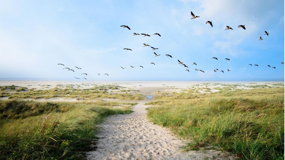 Vögel fliegen über Langeoog