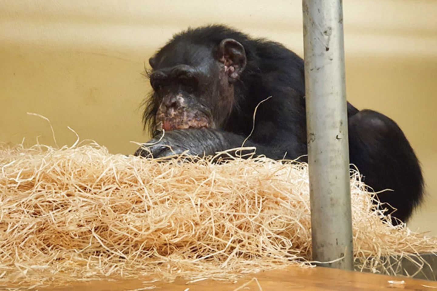 Schimpansendame Bally (46) überlebte die Brandkatastrophe im Krefelder Zoo