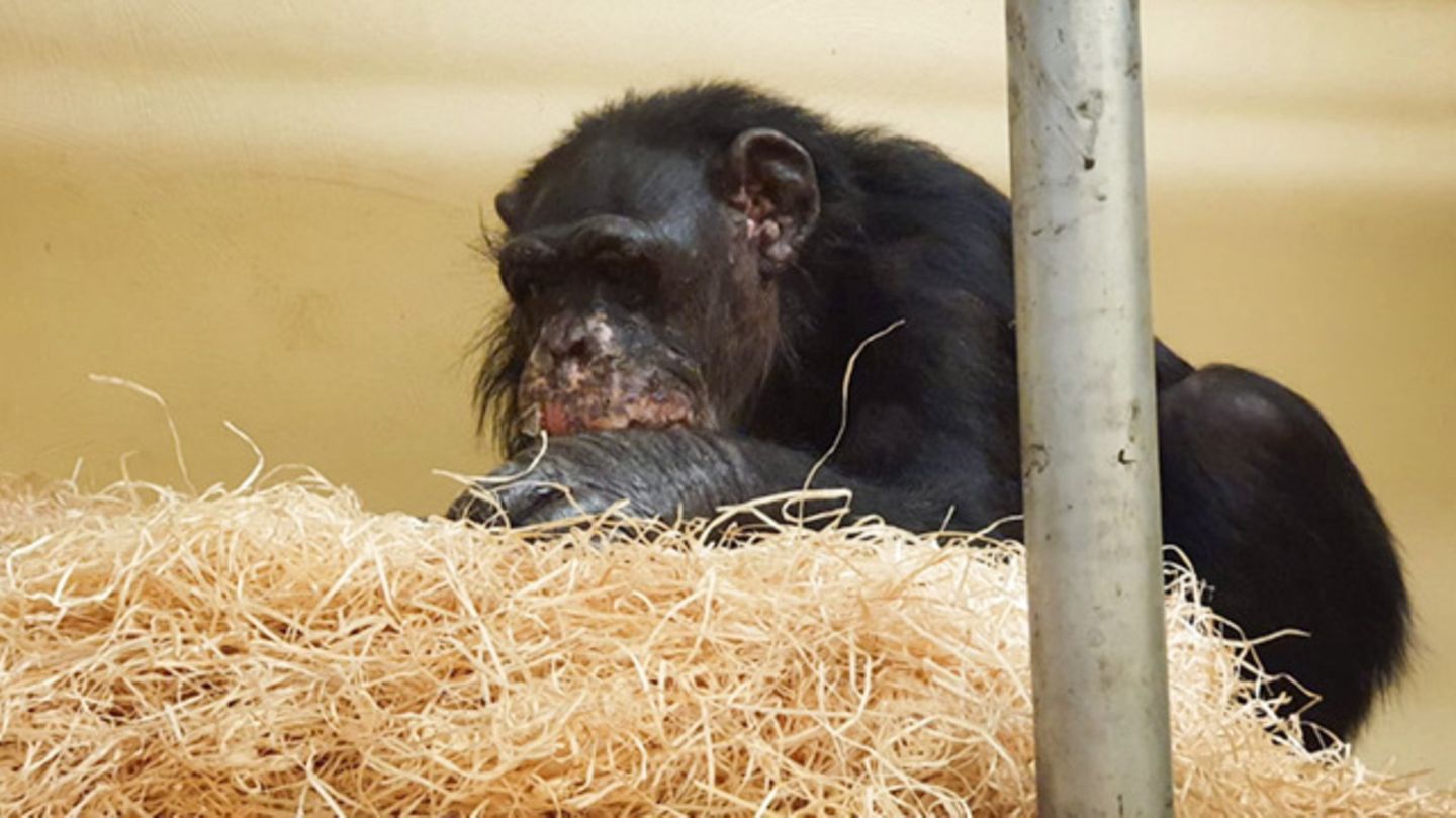 Schimpansendame Bally (46) überlebte die Brandkatastrophe im Krefelder Zoo