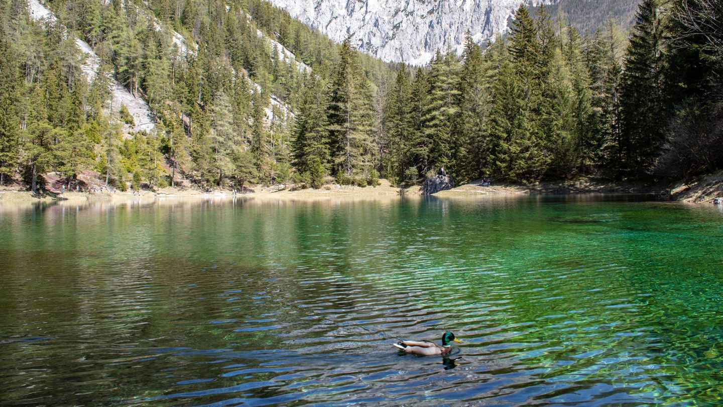 Steiermark – Grüner See Eine Ente schwimmt auf dem Grünen See in der Steiermark