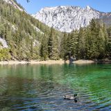 Eine Ente schwimmt auf dem Grünen See in der Steiermark