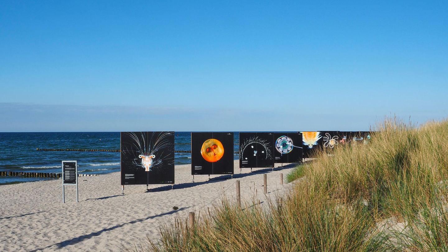 Das 14. Umweltfotofestival "Horizonte" beinhaltet 15 Indoor-, Open-Air- und digitale Ausstellungen, die im ganzen Ort Zingst verteilt sind. Die GEO-Ausstellung mit Bildern von Solvin Zankl wird direkt am Strand gezeigt