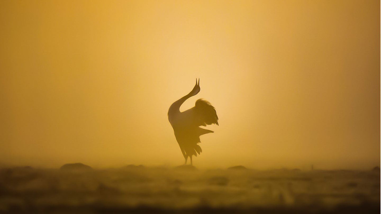 GEO LESERFOTO: 03.06.2021 "Zum Sonnenaufgang konnte ich diesen freistehenden Kranich bei seinem Trompetenähnlichen Gesang fotografieren." Ort: Wesenberg, Mecklenburgische Seenplatte Kamera: Nikon d7200 / Tamron 150-600mm Mehr Fotos von Karin Kasten 03.06.2021 "Zum Sonnenaufgang konnte ich diesen freistehenden Kranich bei seinem Trompetenähnlichen Gesang fotografieren." Ort: Wesenberg, Mecklenburgische Seenplatte Kamera: Nikon d7200 / Tamron 150-600mm Mehr Fotos von Karin Kasten