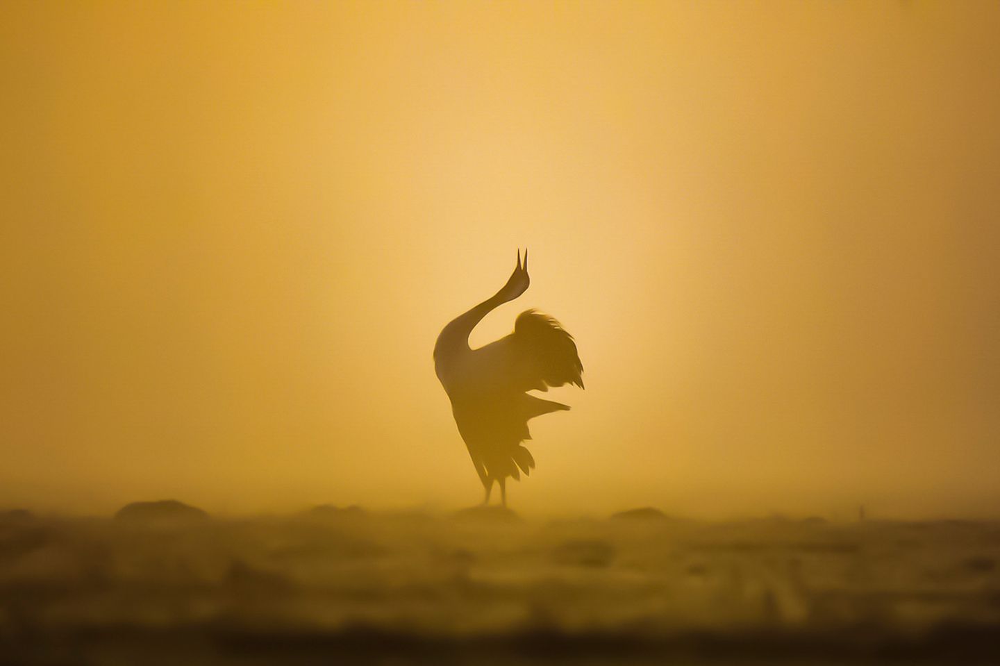 GEO LESERFOTO: 03.06.2021 "Zum Sonnenaufgang konnte ich diesen freistehenden Kranich bei seinem Trompetenähnlichen Gesang fotografieren." Ort: Wesenberg, Mecklenburgische Seenplatte Kamera: Nikon d7200 / Tamron 150-600mm Mehr Fotos von Karin Kasten 03.06.2021      "Zum Sonnenaufgang konnte ich diesen freistehenden Kranich bei seinem Trompetenähnlichen Gesang fotografieren."      Ort: Wesenberg, Mecklenburgische Seenplatte  Kamera: Nikon d7200 / Tamron 150-600mm  Mehr Fotos von Karin Kasten