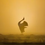 03.06.2021      "Zum Sonnenaufgang konnte ich diesen freistehenden Kranich bei seinem Trompetenähnlichen Gesang fotografieren."      Ort: Wesenberg, Mecklenburgische Seenplatte  Kamera: Nikon d7200 / Tamron 150-600mm  Mehr Fotos von Karin Kasten