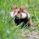 07.06.2021      "Der kleine Feldhamster packt seine Taschen so voll, bis nur mehr Halme heraus schauen und meint "Nö, ich hamstere überhaupt nicht...""      Ort: Wien  Kamera: Nikon D 7500, Tele