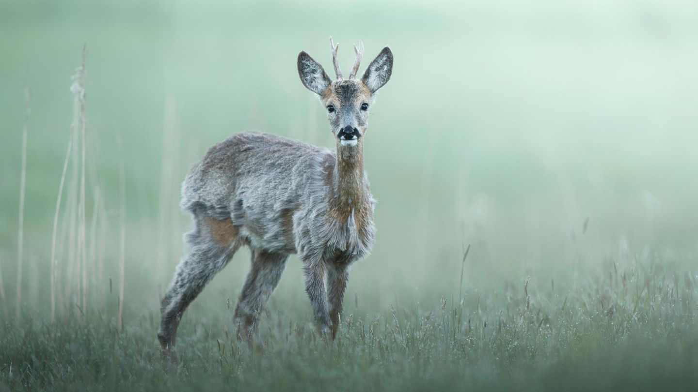 06.06.2021      "Rehbock im Fellwechsel."      Ort: Augsburg  Kamera: Sony A7iii mit dem 400mm f2.8  Mehr Fotos von Michael Pohland