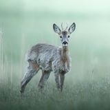 06.06.2021      "Rehbock im Fellwechsel."      Ort: Augsburg  Kamera: Sony A7iii mit dem 400mm f2.8  Mehr Fotos von Michael Pohland