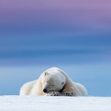 Dennis Stogsdill/Nature TTL Photographer of the Year 2021