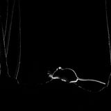 John Formstone/Nature TTL Photographer of the Year 2021