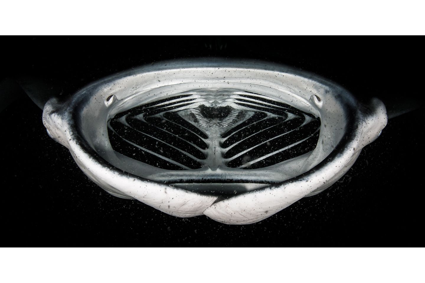 Grant Thomas/Nature TTL Photographer of the Year 2021