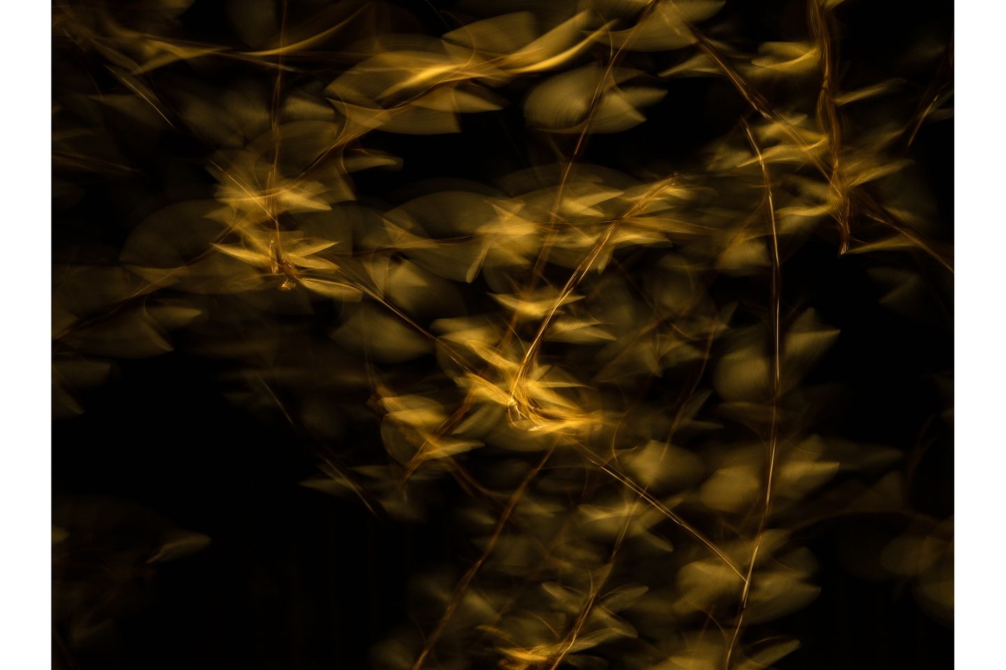 James Gifford/Nature TTL Photographer of the Year 2021