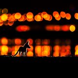 Mohammad Murad /Nature TTL Photographer of the Year 2021