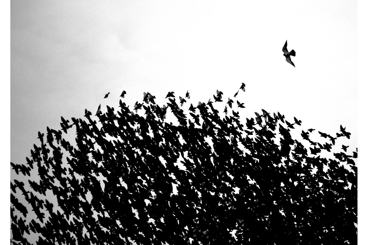 Thomas Easterbrook/Nature TTL Photographer of the Year 2021