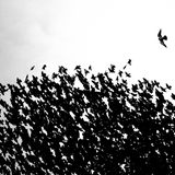 Thomas Easterbrook/Nature TTL Photographer of the Year 2021