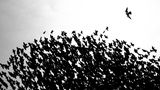 Thomas Easterbrook/Nature TTL Photographer of the Year 2021