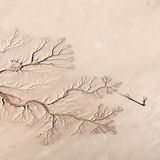 Jay Roode/Nature TTL Photographer of the Year 2021