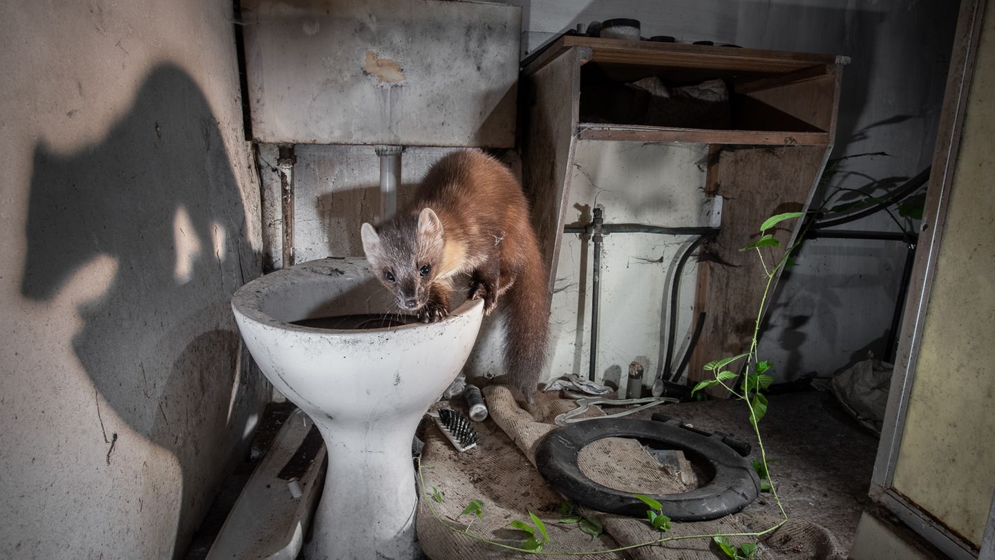 James Roddie//Nature TTL Photographer of the Year 2021 James Roddie//Nature TTL Photographer of the Year 2021