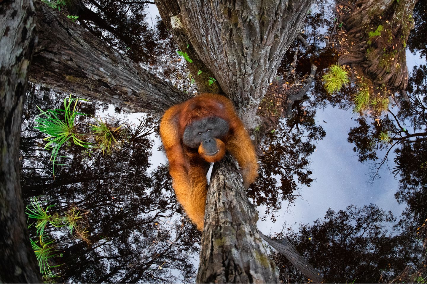 Thomas Vijayan/Nature TTL Photographer of the Year 2021