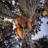 Thomas Vijayan/Nature TTL Photographer of the Year 2021