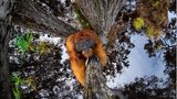 Thomas Vijayan/Nature TTL Photographer of the Year 2021