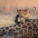 Charl Stols/Nature TTL Photographer of the Year 2021