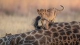 Charl Stols/Nature TTL Photographer of the Year 2021
