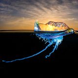 Grant Thomas/Nature TTL Photographer of the Year 2021