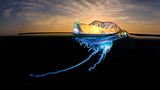 Grant Thomas/Nature TTL Photographer of the Year 2021