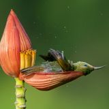 Mousam Ray/Nature TTL Photographer of the Year 2021