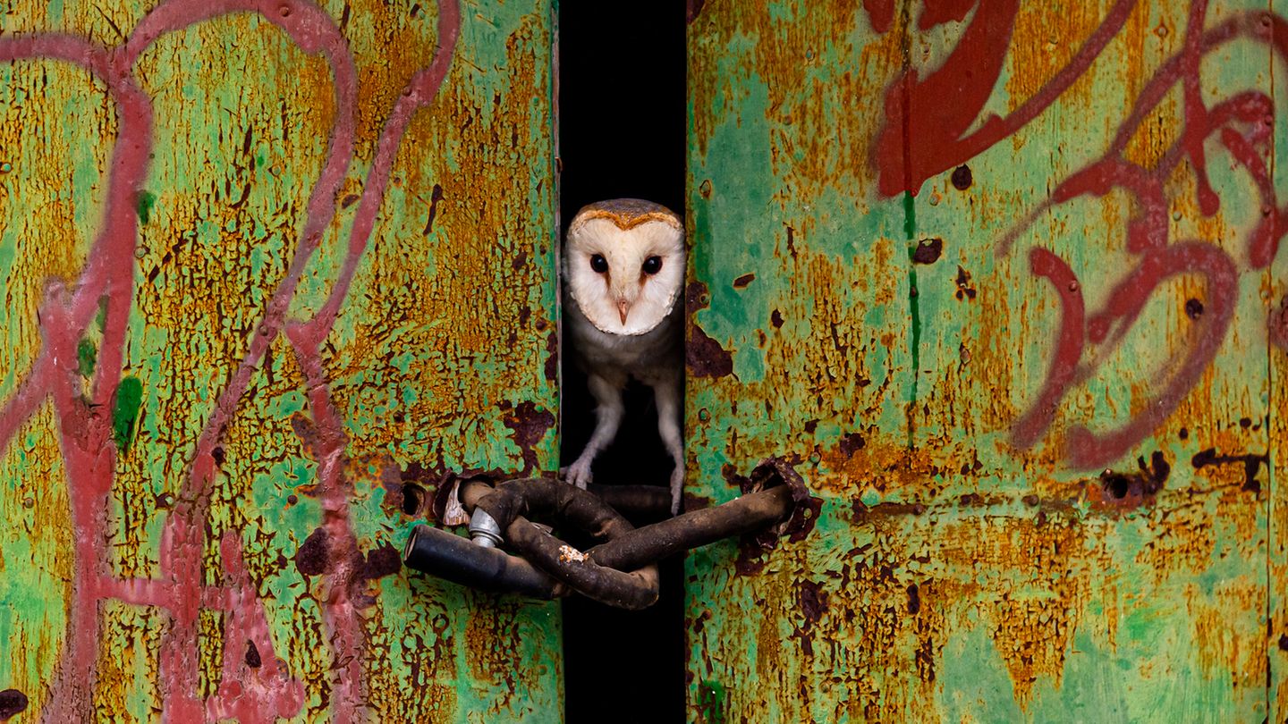 Jose Luis Ruiz Jimenez/Nature TTL Photographer of the Year 2021