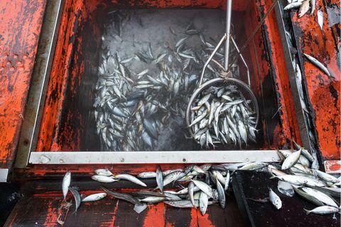 Überfischung: Unser Heißhunger auf Fisch – und warum wir ihn zügeln müssen