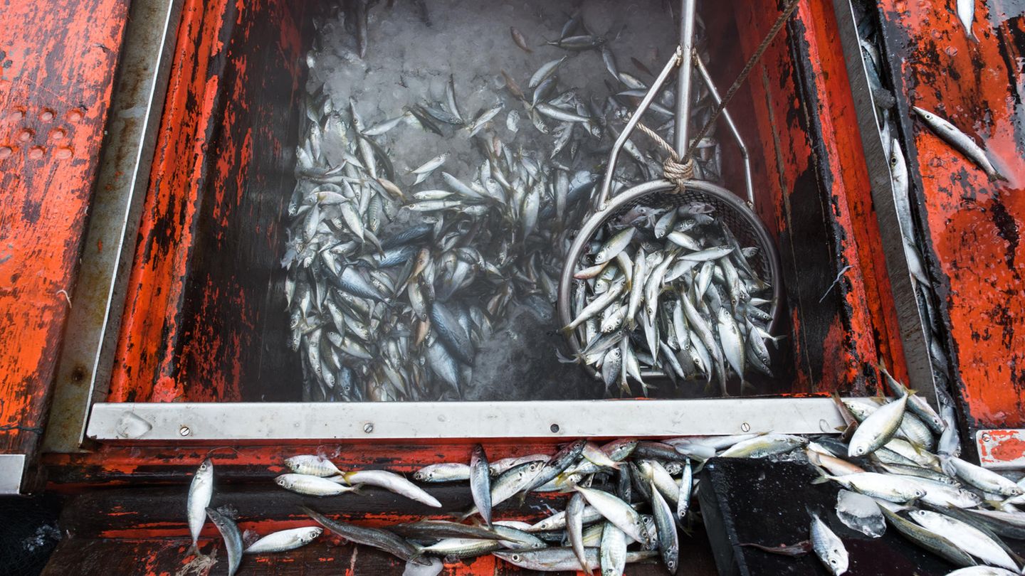 Überfischung: Unser Heißhunger auf Fisch – und warum wir ihn zügeln müssen