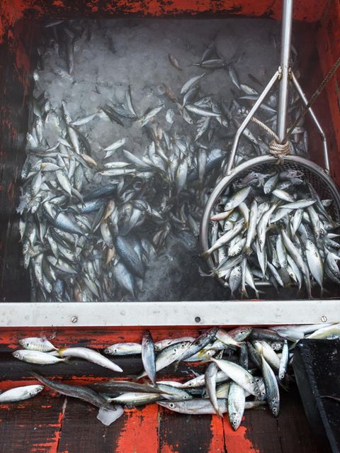 Überfischung: Unser Heißhunger auf Fisch – und warum wir ihn zügeln müssen
