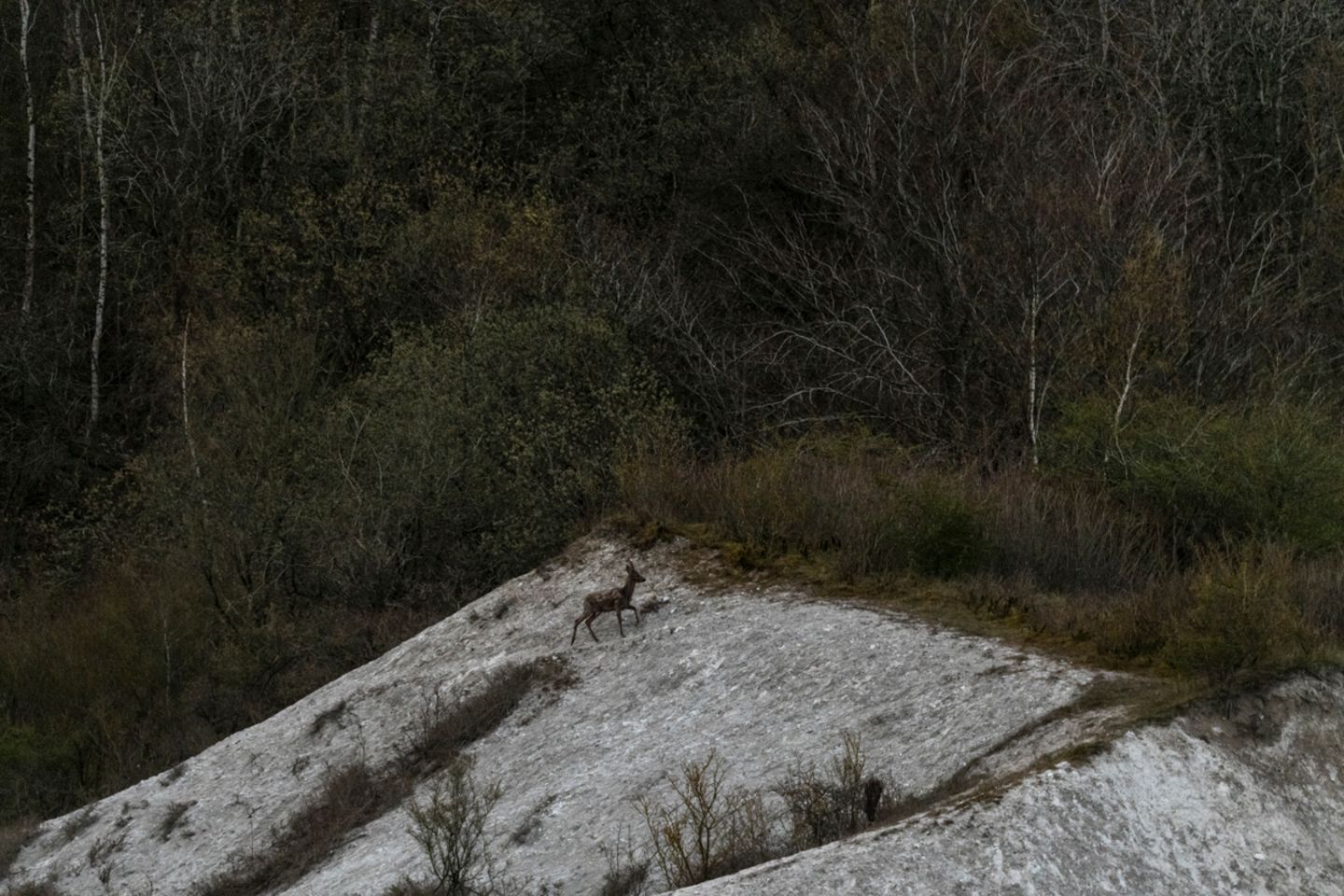 So sicher wie Steinböcke in den Alpen bewegen sich auch Rehböcke an den Wänden der Kreidefelsen auf Rügen entlang