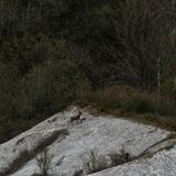 So sicher wie Steinböcke in den Alpen bewegen sich auch Rehböcke an den Wänden der Kreidefelsen auf Rügen entlang
