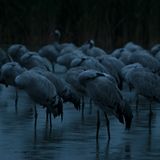 Etwa 70 Kranich-Paare finden im Naturpark Nossentiner Schwinzer/Heide ihre Brutplätze. Die Vögel richten ihre Schlafstätten so ein, dass sie nachts vor Fressfeinden geschützt sind. Silberreiher etwa schlafen auf Bäumen. Kraniche hingegen stehen nachts in größeren Gruppen im seichten Wasser. Wenn sie fest schlafen, stecken sie ihren Kopf ins Rückengefieder. Üblicherweise werden einige Kraniche immer wieder wach, um die Gruppe bei Gefahr warnen zu können
