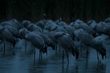 Etwa 70 Kranich-Paare finden im Naturpark Nossentiner Schwinzer/Heide ihre Brutplätze. Die Vögel richten ihre Schlafstätten so ein, dass sie nachts vor Fressfeinden geschützt sind. Silberreiher etwa schlafen auf Bäumen. Kraniche hingegen stehen nachts in größeren Gruppen im seichten Wasser. Wenn sie fest schlafen, stecken sie ihren Kopf ins Rückengefieder. Üblicherweise werden einige Kraniche immer wieder wach, um die Gruppe bei Gefahr warnen zu können