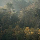 Nach einem Gewitter ziehen Dunstschleier durch den Wald. Die Farbnuancen des Laubs deuten auf eine große Vielfalt von Baumarten, sowie ein üppiges Tier- und Pflanzenleben. Selbst das Totholz pulsiert vor Vitalität. Unzählige Insekten und Pilze leben in ihm. Nichts geht zu Ende im geschützten Kreislauf des Waldes