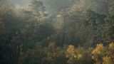Nach einem Gewitter ziehen Dunstschleier durch den Wald. Die Farbnuancen des Laubs deuten auf eine große Vielfalt von Baumarten, sowie ein üppiges Tier- und Pflanzenleben. Selbst das Totholz pulsiert vor Vitalität. Unzählige Insekten und Pilze leben in ihm. Nichts geht zu Ende im geschützten Kreislauf des Waldes
