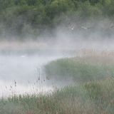 Im Schutz der Bäume und des nassen Schilfgürtels verbringen Kraniche ihre Nächte. Die Vögel des Glücks schlafen gemeinsam mit anderen Kranichen der Region in seichten Buchten von Seen, wo sie vor Bodenfeinden geschützt sind. Frühmorgens im ersten Licht fliegen sie zu ihren Futterplätzen auf Wiesen und Felder