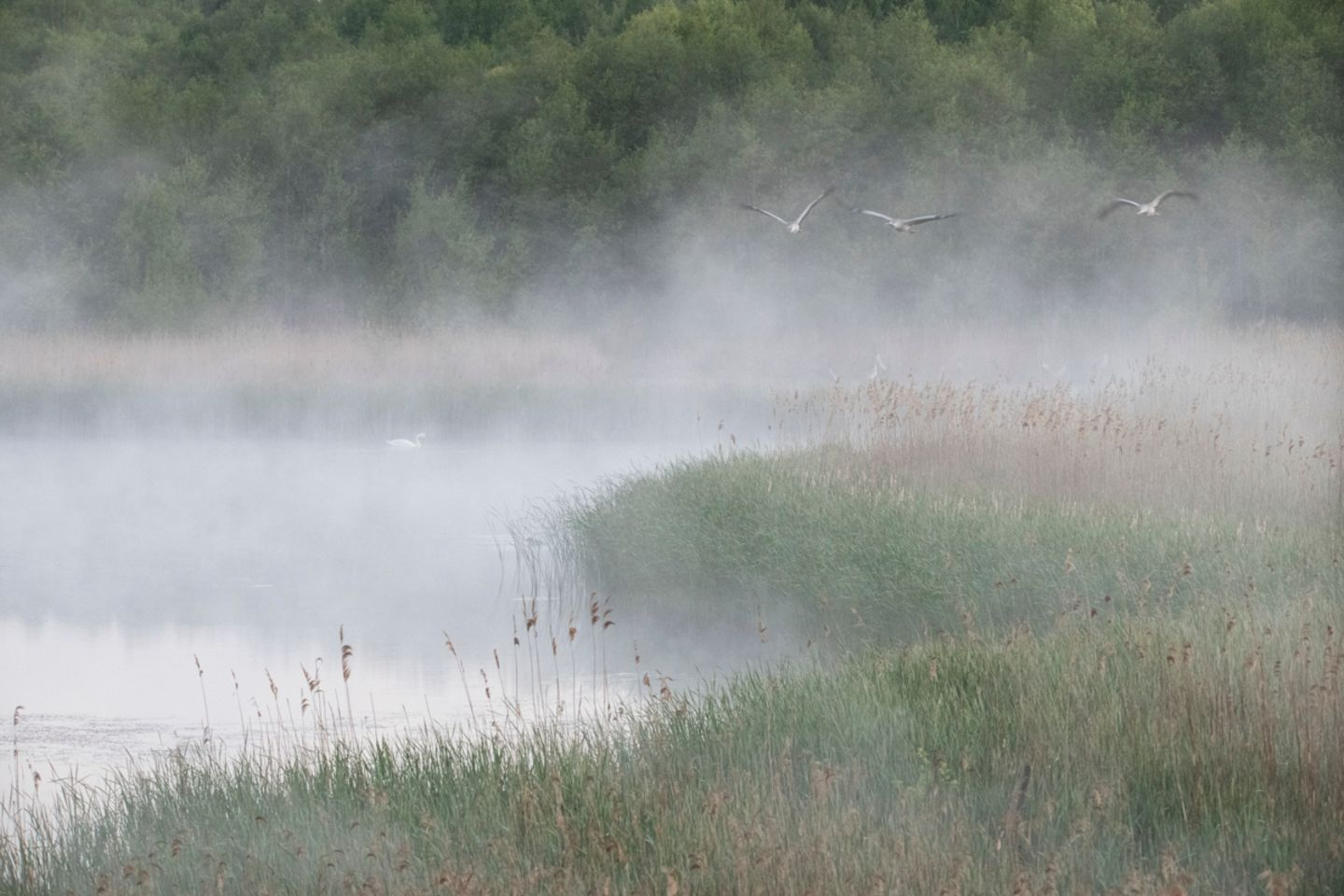 Mecklenburg Im Schutz der Bäume und des nassen Schilfgürtels verbringen Kraniche ihre Nächte. Die Vögel des Glücks schlafen gemeinsam mit anderen Kranichen der Region in seichten Buchten von Seen, wo sie vor Bodenfeinden geschützt sind. Frühmorgens im ersten Licht fliegen sie zu ihren Futterplätzen auf Wiesen und Felder