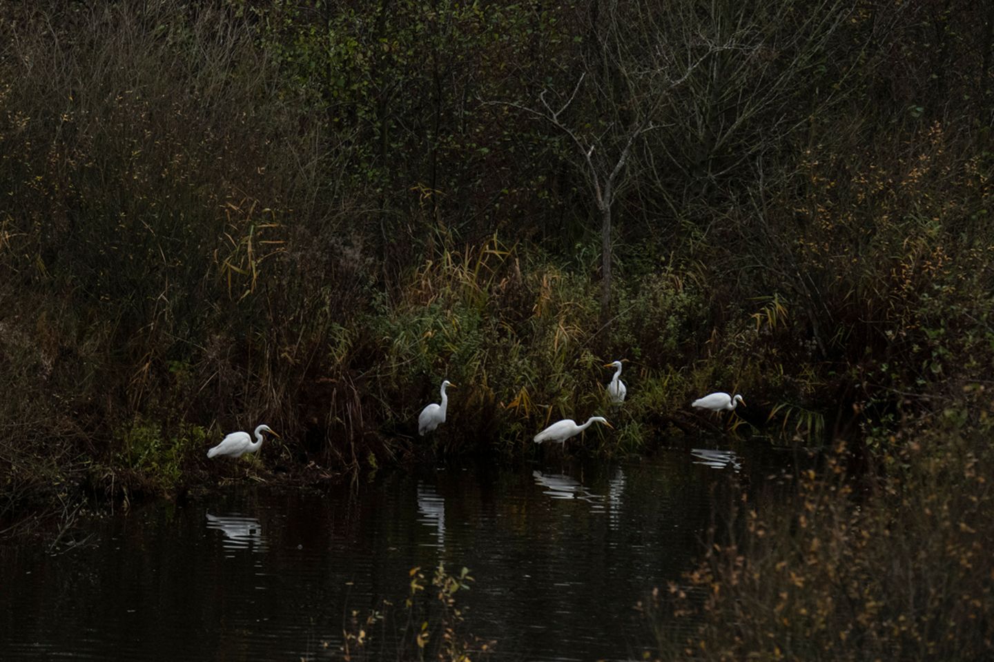 Naturpark Nossentiner/Schwinzer Heide Zu Rastgemeinschaften der Silberreiher kommt es auch im Naturpark Nossentiner/Schwinzer Heide. Die eleganten weißen Silberreiher können hier an zahlreichen Gewässern mit Fischen und Amphibien ihr Nahrungsspektrum erweitern. Besonders im November scheint es, als wären sie aus einer anderen Zeit