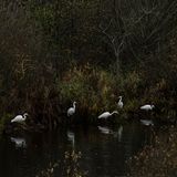 Zu Rastgemeinschaften der Silberreiher kommt es auch im Naturpark Nossentiner/Schwinzer Heide. Die eleganten weißen Silberreiher können hier an zahlreichen Gewässern mit Fischen und Amphibien ihr Nahrungsspektrum erweitern. Besonders im November scheint es, als wären sie aus einer anderen Zeit