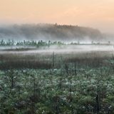 Blick auf den Großen Serrahnsee frühmorgens im Mai: Wenn die Nächte noch kalt sind, die Tage wärmer als 15 Grad und kein Wind über das Land streicht, tanzen die Nebel zum Sonnenaufgang auf den Feuchtwiesen. Hunderttausend weiße Wollgras-Blüten strecken sich zum Licht