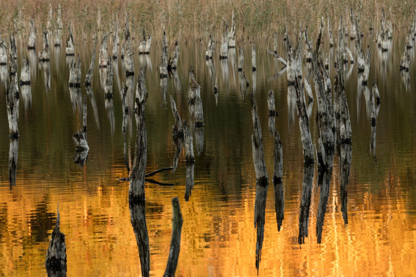 Müritz Nationalpark Für eine kurze Zeit im Jahr setzt vor der blauen Stunde die goldene Stunde ein. Unter dem abgestorbenen Birkenwald haben sich die Seeterrassen in ein natürliches Seebett zurückverwandelt. In der Ferne scheint das neue Seeufer auf. Hinter dem Schilfgürtel tragen Birken zu dieser Zeit gelbes Laub und reichen das Abendlicht an die toten Birken weiter